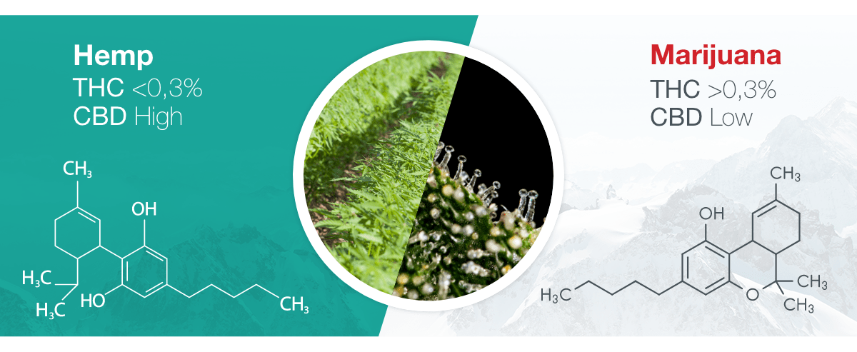 CBD vs THC CBD vs THC
